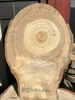 Eucalyptus